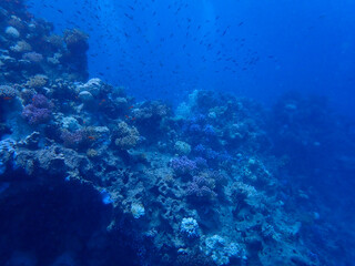 Naklejka na ściany i meble Majestic Underwater Ecosystem Featuring Vibrant Coral Reef and Marine Wildlife