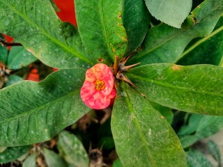 Euphorbia milli or crown of thorns 