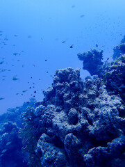 Majestic Underwater Ecosystem Featuring Vibrant Coral Reef and Marine Wildlife