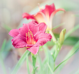 Soft Focus Effect on Day Lily Flower