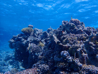 Fototapeta na wymiar Majestic Underwater Ecosystem Featuring Vibrant Coral Reef and Marine Wildlife