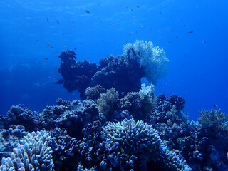 Fish close to a coral reef in the red sea close to marsa alam