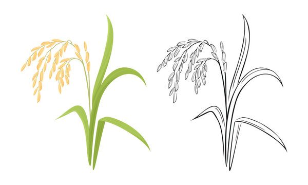 Spikelet of rice cartoon illustration and black and white outline. Vector paddy rice ear.