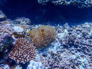 Fototapeta na wymiar Clown Fish Close Up in the Red Sea