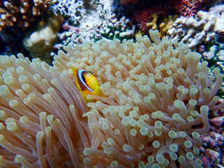 Clown Fish Close Up in the Red Sea