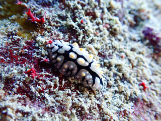 Nudi Branch in the Red Sea