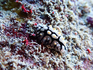 Nudi Branch in the Red Sea
