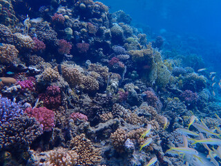 Colourful coral reef in the red sea