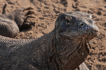 Close-up of the Komodo Dragon