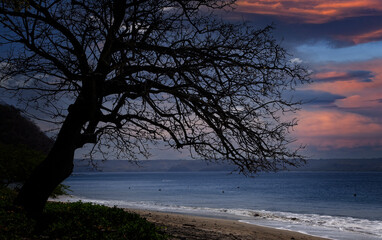 Tree Silhouette and Evening Sky in Costa Rica