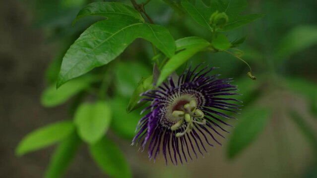 Center frame of passiflora flower purple haze close-up
