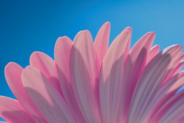 Pink Gerber Daisy on a Soft Blue Background