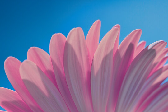 Pink Gerber Daisy on a Soft Blue Background