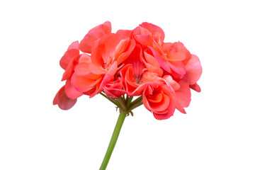 Scarlet geranium flower isolated on transparent background.