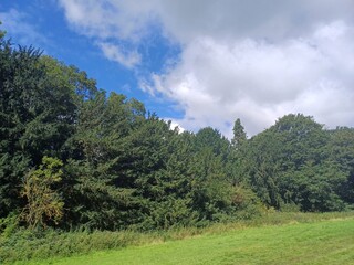 Fototapeta na wymiar Avenue of trees, Nowton Park, Arboretum, Bury St Edmunds, Suffolk, UK, photographed in August 2023, Samsung a34