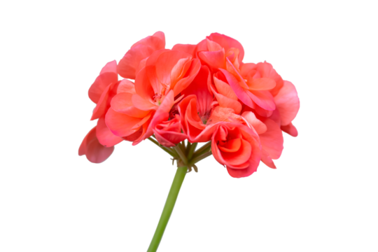 Scarlet geranium flower isolated on transparent background.