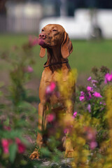 Adorable young Hungarian Vizsla dog with a brown leather collar posing outdoors sitting in a green grass with pink flowers in summer