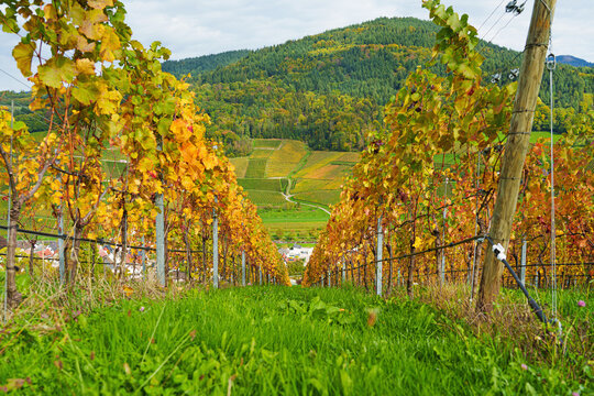 View over autumnal vineyards. Autumn landscape - black forest