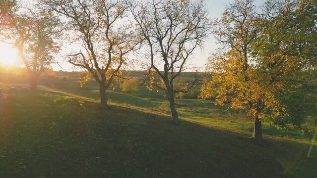 large walnut trees in autumn against the backdrop of the setting sun
