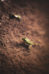Frosch 