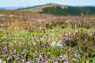 Paysage du Mont-Aigoual, Gard, Cévennes