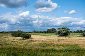 Fototapeta na wymiar Scenic view over the heather and swamp of the Borchbeemden nature reserve, Belgium