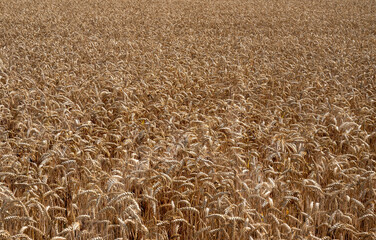 Golden field of ripe wheat at the Flemish countryside around Assent, Belgium