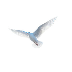 Seagull soaring through the azure sky transparent background