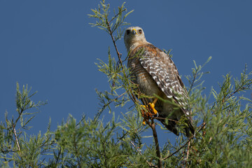 Red shouldered hawk