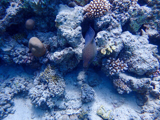 Close Up of Moray Eel