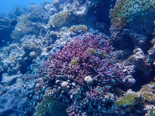 Fish close to a coral reef in the red sea close to marsa alam