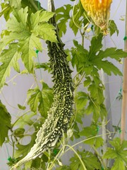 Halloween gourd, cucumber like gourd, autumn ornamental pumpkin