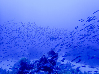 School of fish in the red sea