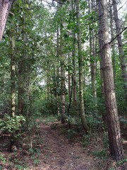 Woods in Haverhill, Suffolk, UK, summer 2023