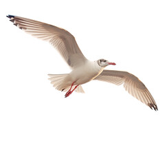 Seagull soaring above Brighton s shore transparent background