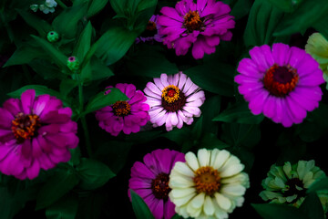 pink and yellow flowers