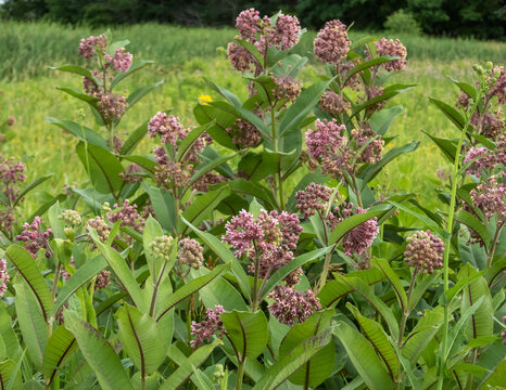 Asclepias syriaca (Common Milkweed) Native North American Prairie Wildflower