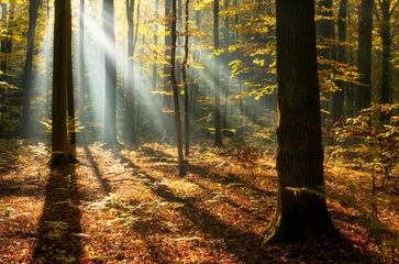 Fotobehang Mistige ochtendstond Sunny morning in the autumn forest