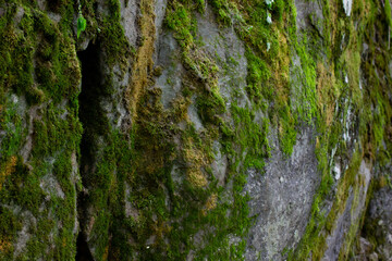 Rock Wall with Moss