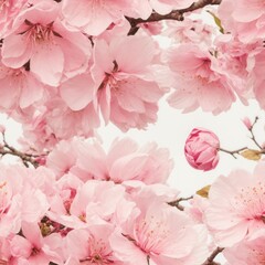 pink sakura blossom 