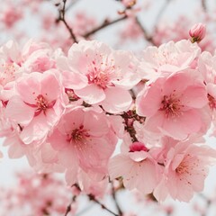 Obraz premium pink sakura blossom 