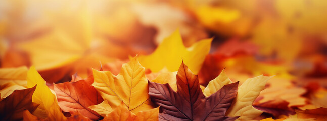 Beautiful autumn leaves on a fall day in the foreground and blurry background.