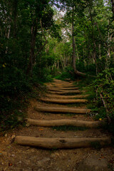 Stairs in the Woods