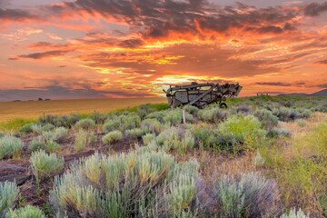 An antique horse drawn wheat combine beside a wheat field with sage brush in forground, near Dufur, Oregon