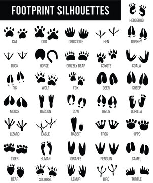 Black animal tracking footprints. Isolated wild animal paws prints, lizard, crocodile and cat. Reptile and bird foots.