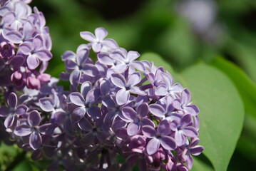 A branch of lilac flowers. Small flowers bloomed on a branch of a lilac bush. The flowers are light purple, they have four small petals. Around the green foliage of the bush.