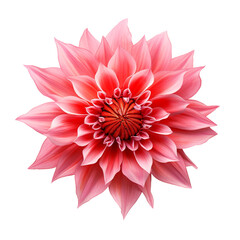 pink dahlia flower isolated on transparent background