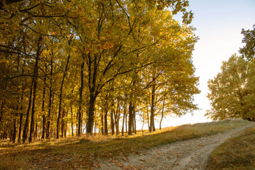Dirt road on a beautiful sunset behind the autumn forest
