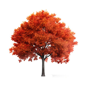 tree on autumn season isolated on transparent background