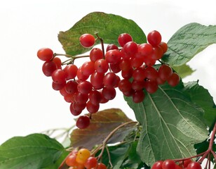 twigs of Viburnum opulum - Coral Viburnum with red berries close up